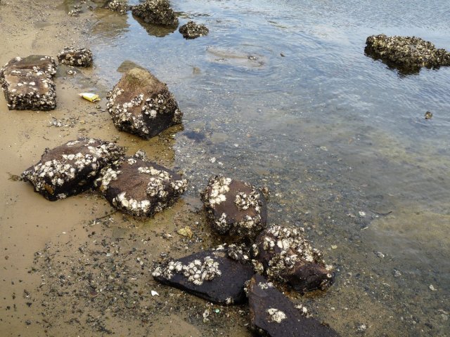 Oysters, Burns Bay